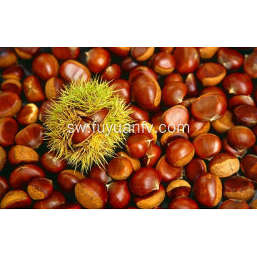 High Quality Dandong Origin Chestnut